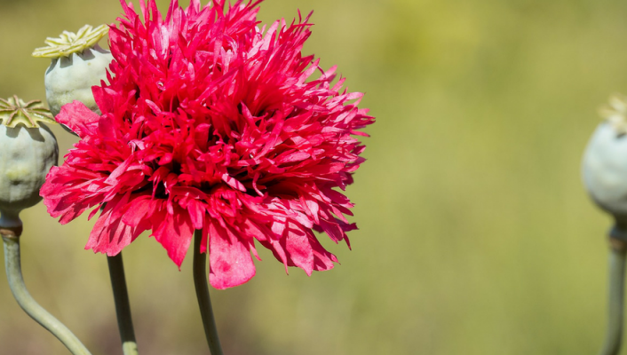 Pavots d'Orient : 8 idées d'association au jardin