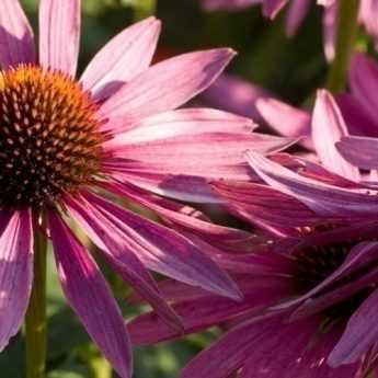 Comment diviser et replanter les échinacées ou rudbeckias