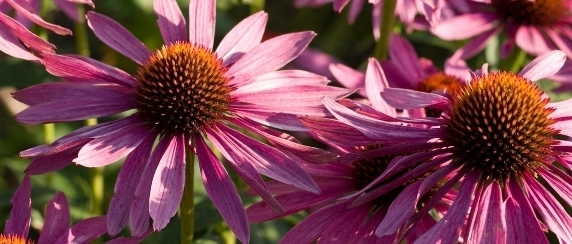 Comment diviser et replanter les échinacées ou rudbeckias