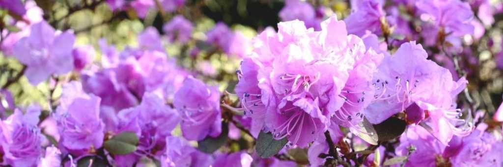 Rhododendron : réussir sa plantation