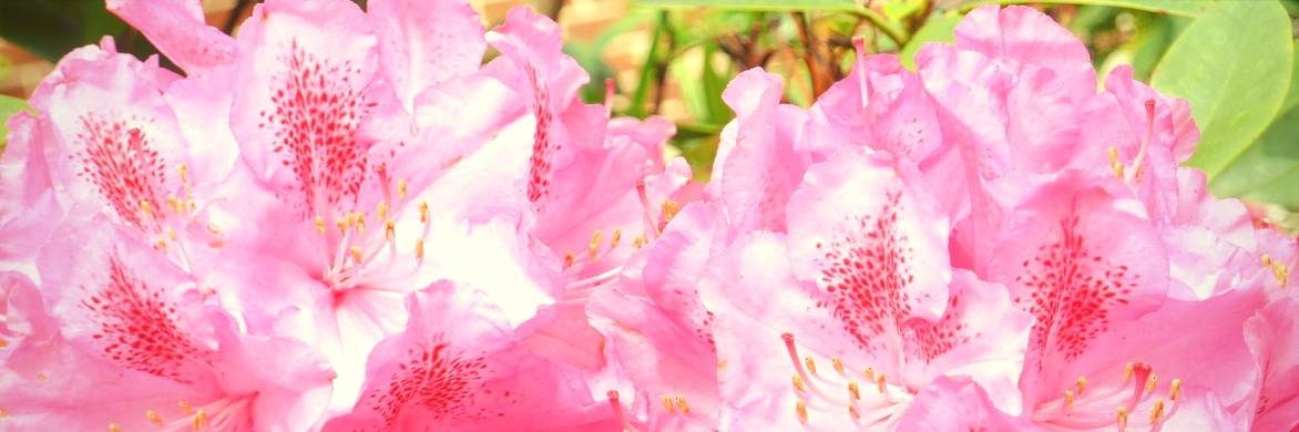 Rhododendron : taille, maladies et entretien