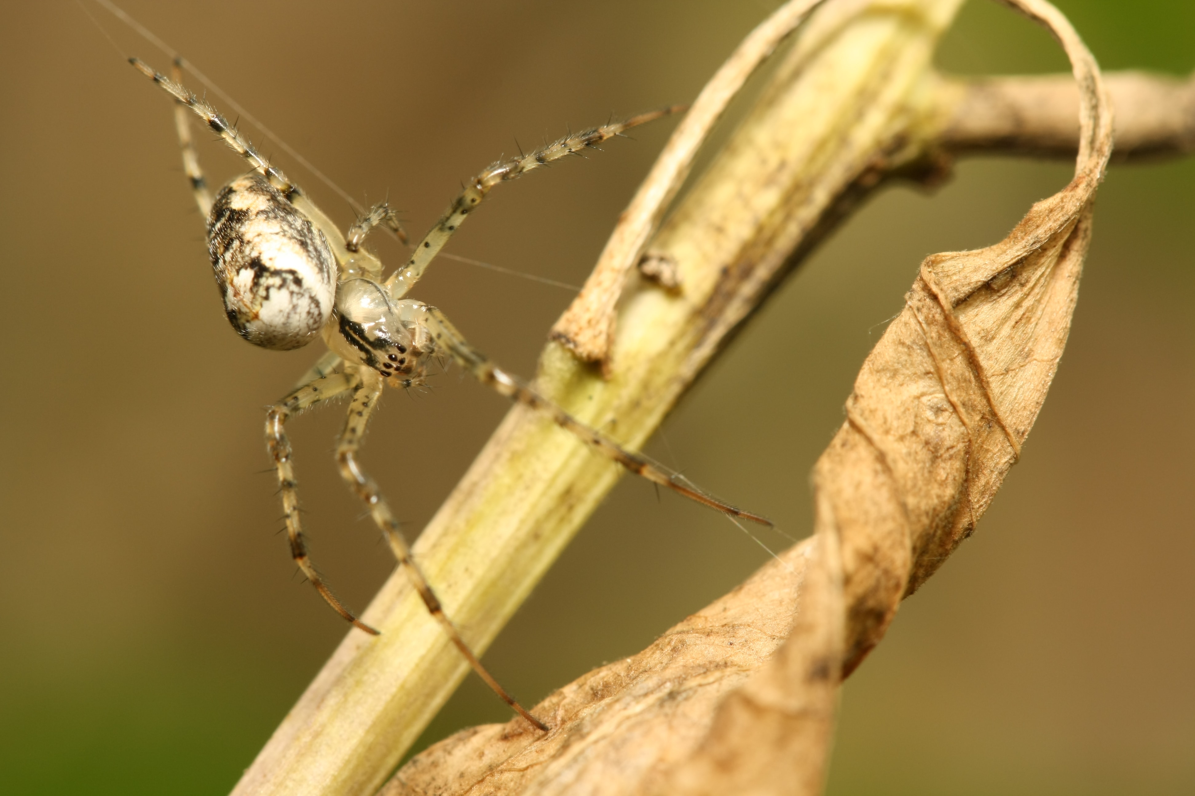 photographier les insectes : parfait pour s'entraîner