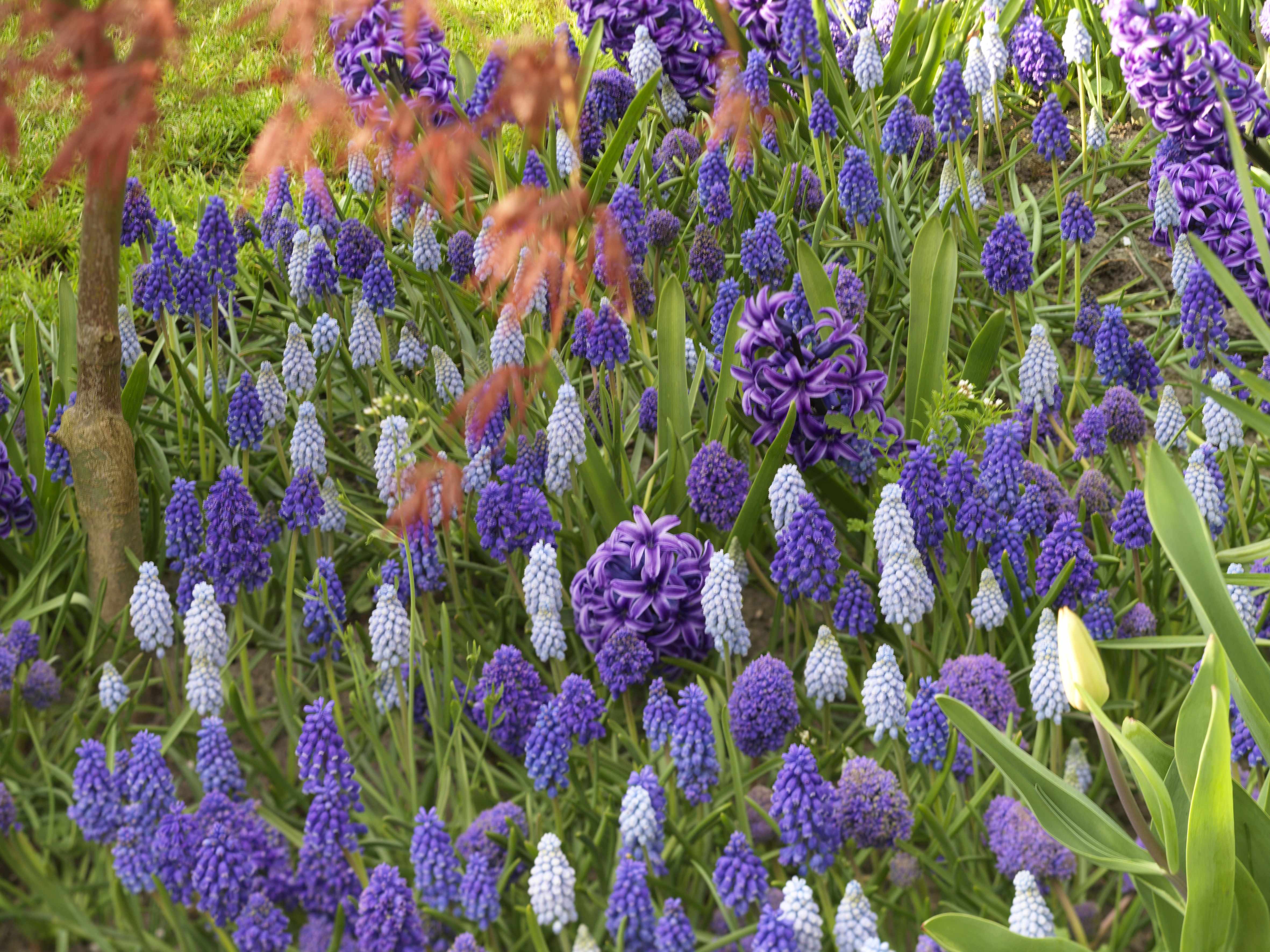 Muscari : 8 belles idées d'association - Promesse de Fleurs