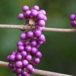 Callicarpa : Planter, cultiver et entretenir