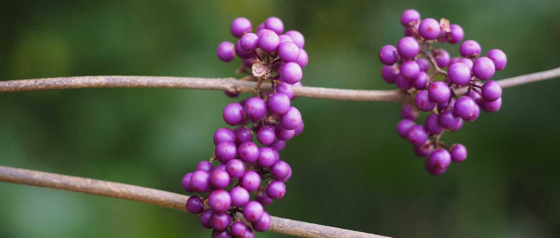 Callicarpa : Planter, cultiver et entretenir