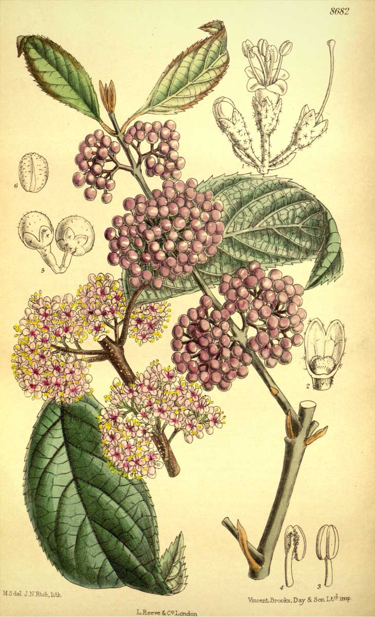 Une illustration botanique du Callicarpa, ou Arbuste aux bonbons