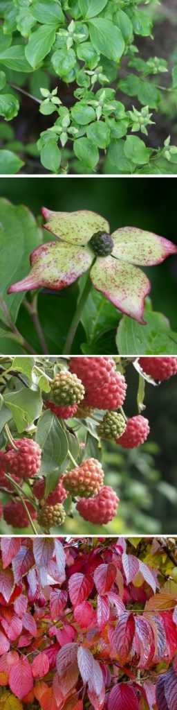 Cornus à fleurs