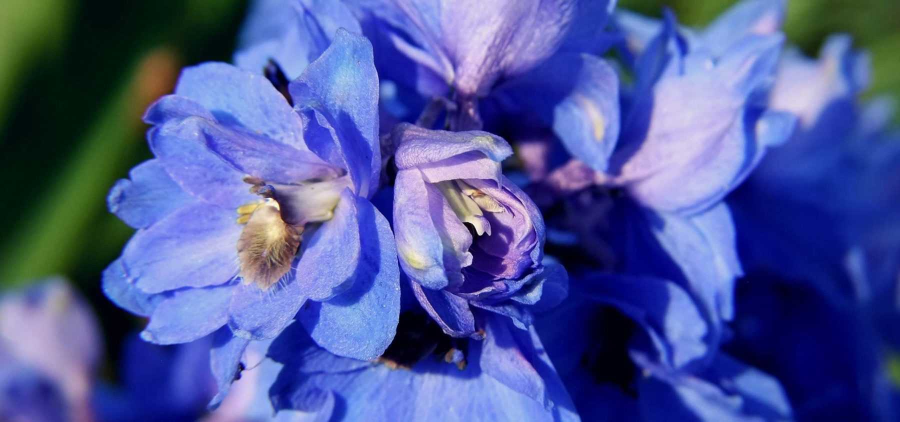 Planter et réussir les Delphiniums