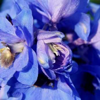 Planter et réussir les Delphiniums