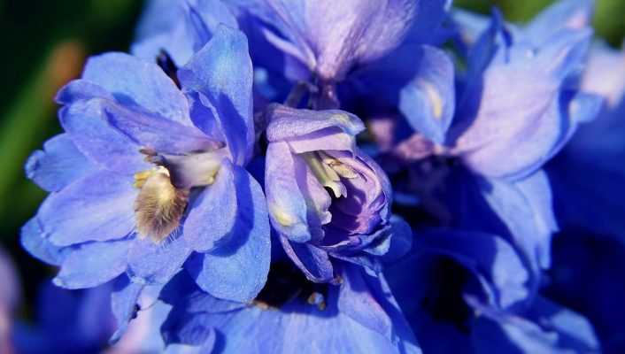 Planter et réussir les Delphiniums