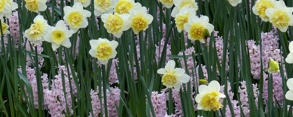 Narcisses, Jonquilles : Comment choisir la bonne variété ?