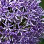 Allium, Ail d'ornement : plantation, culture et entretien