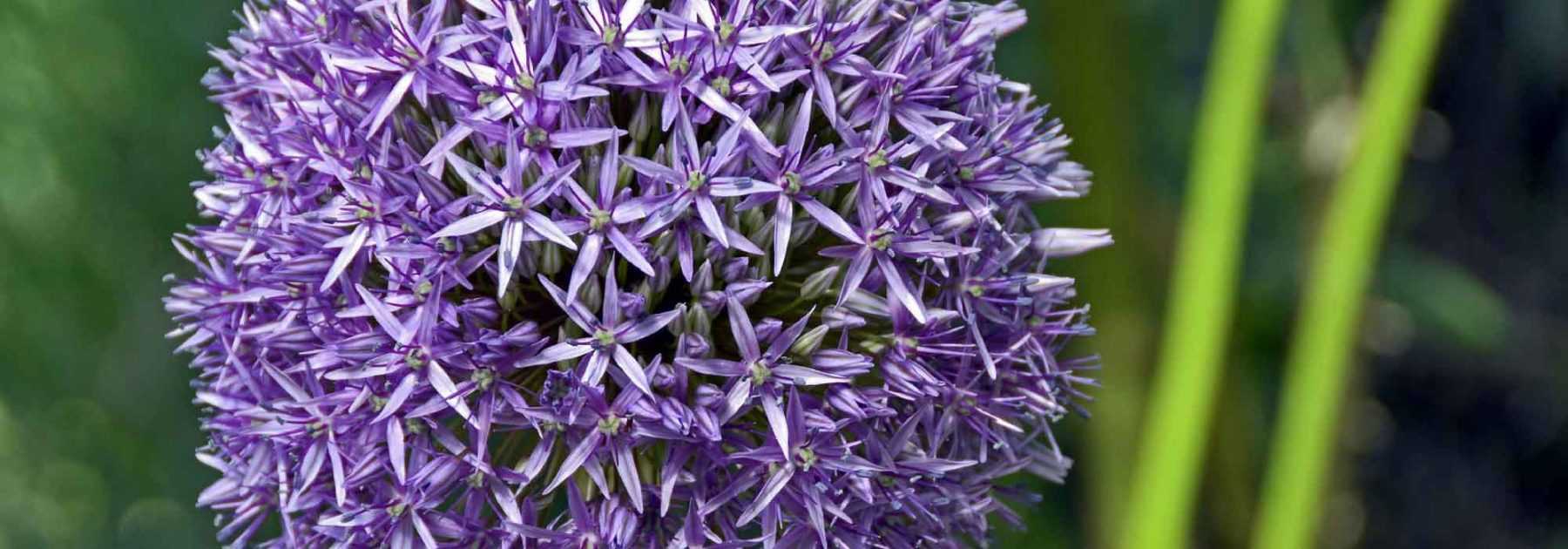 Allium, Ail d'ornement : plantation, culture et entretien