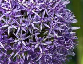 Allium : plantation, culture et entretien