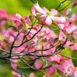 Cornouillers à fleurs : plantation, taille et entretien