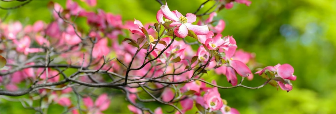 Cornouillers à fleurs : plantation, taille et entretien