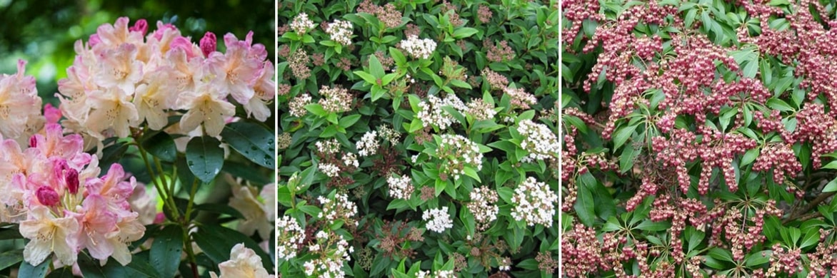 associer le Cornus à fleurs