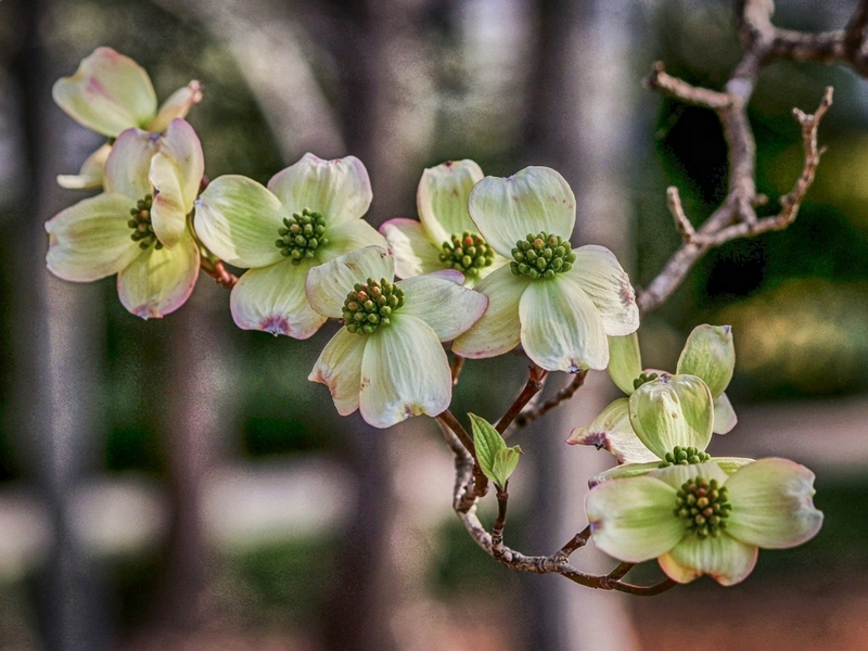 Cornus florida ou Cornouiller de Floride