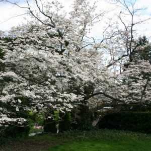 Cornouiller ou Cornus florida