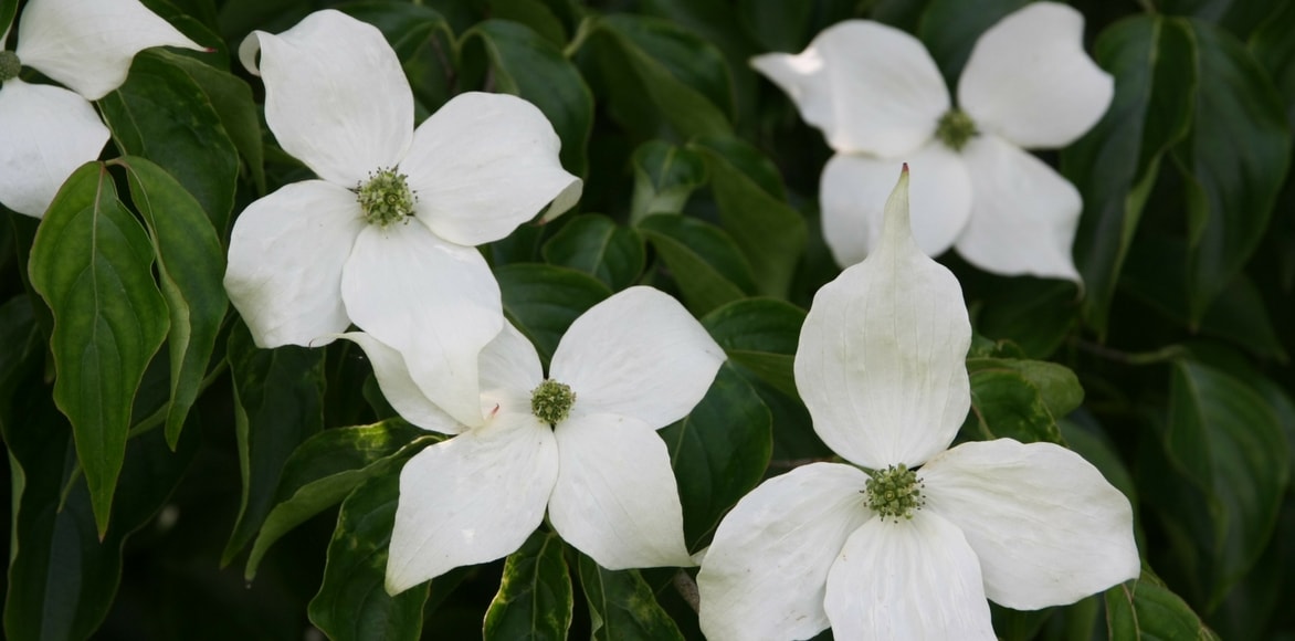 Cornus kousa