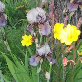 L'iris moderne, une plante vivace prolifique mais pas si facile.