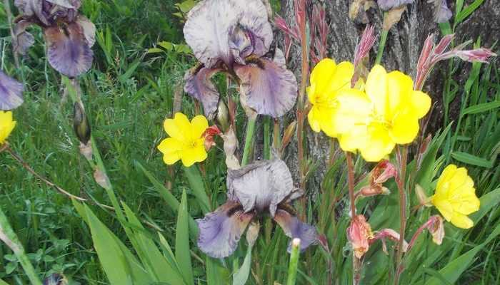 L'iris moderne, une plante vivace prolifique mais pas si facile.