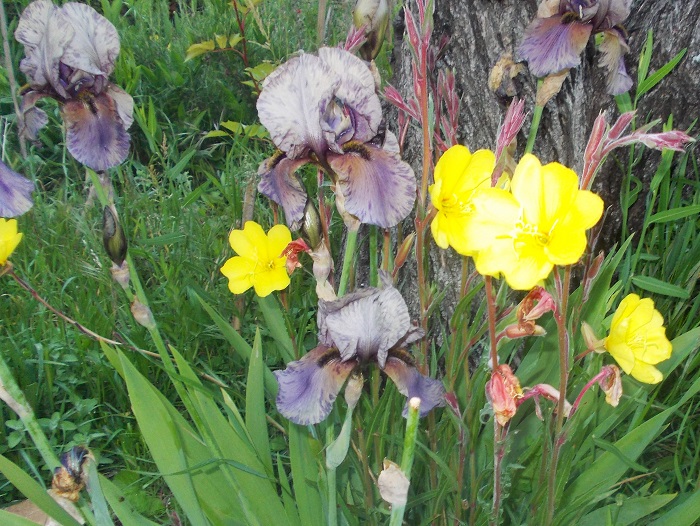 L'iris moderne, une plante vivace prolifique mais pas si facile.