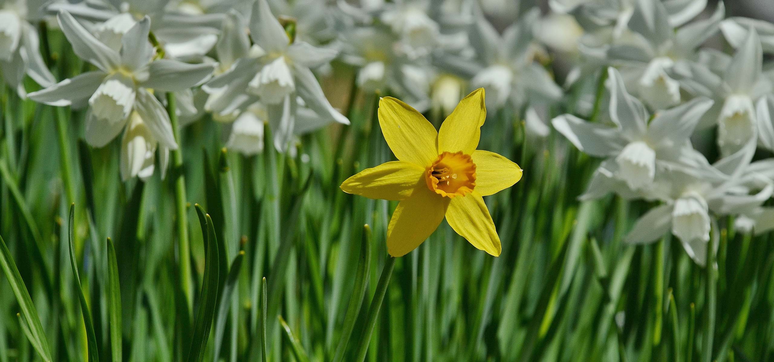 Narcisses, Jonquilles : Comment choisir la bonne variété ?