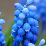 Muscari : plantation, conseil de culture et entretien