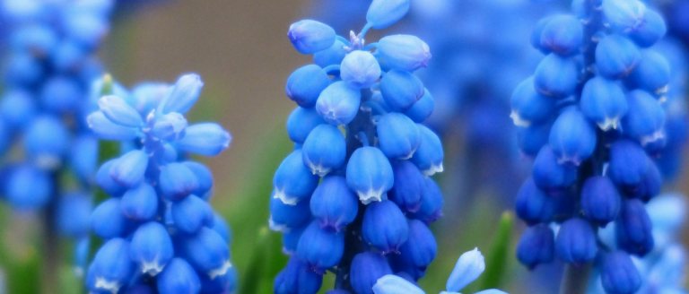 Muscari : plantation, conseil de culture et entretien