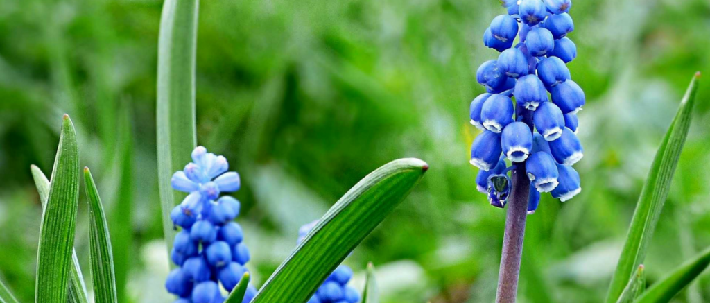 Muscari : réussir sa plantation