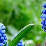 Muscari : réussir sa plantation