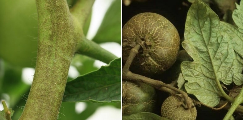 maladie des tomates : Acariose bronzée