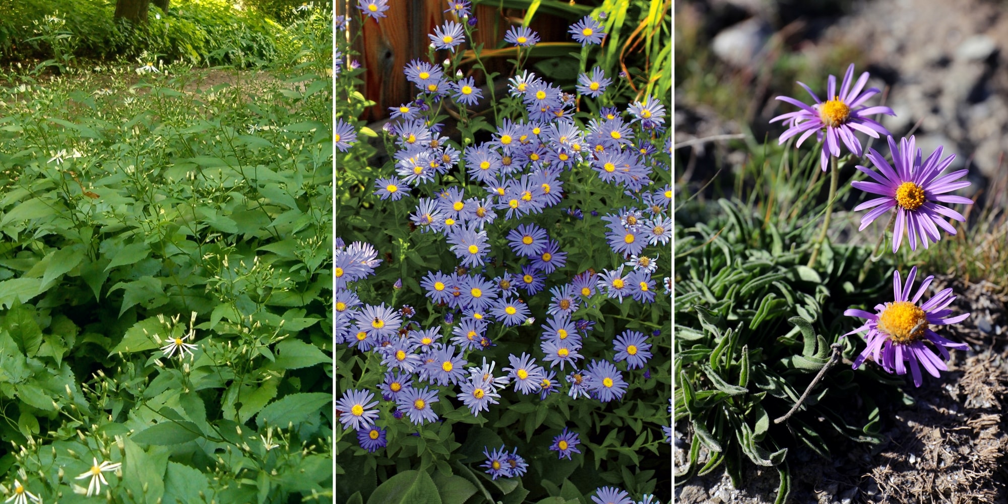 Plantation des asters : à l'ombre, en massif ou en rocaille