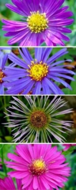 La floraison des asters