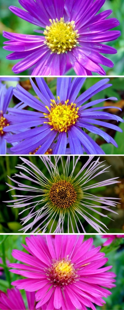 La floraison des asters