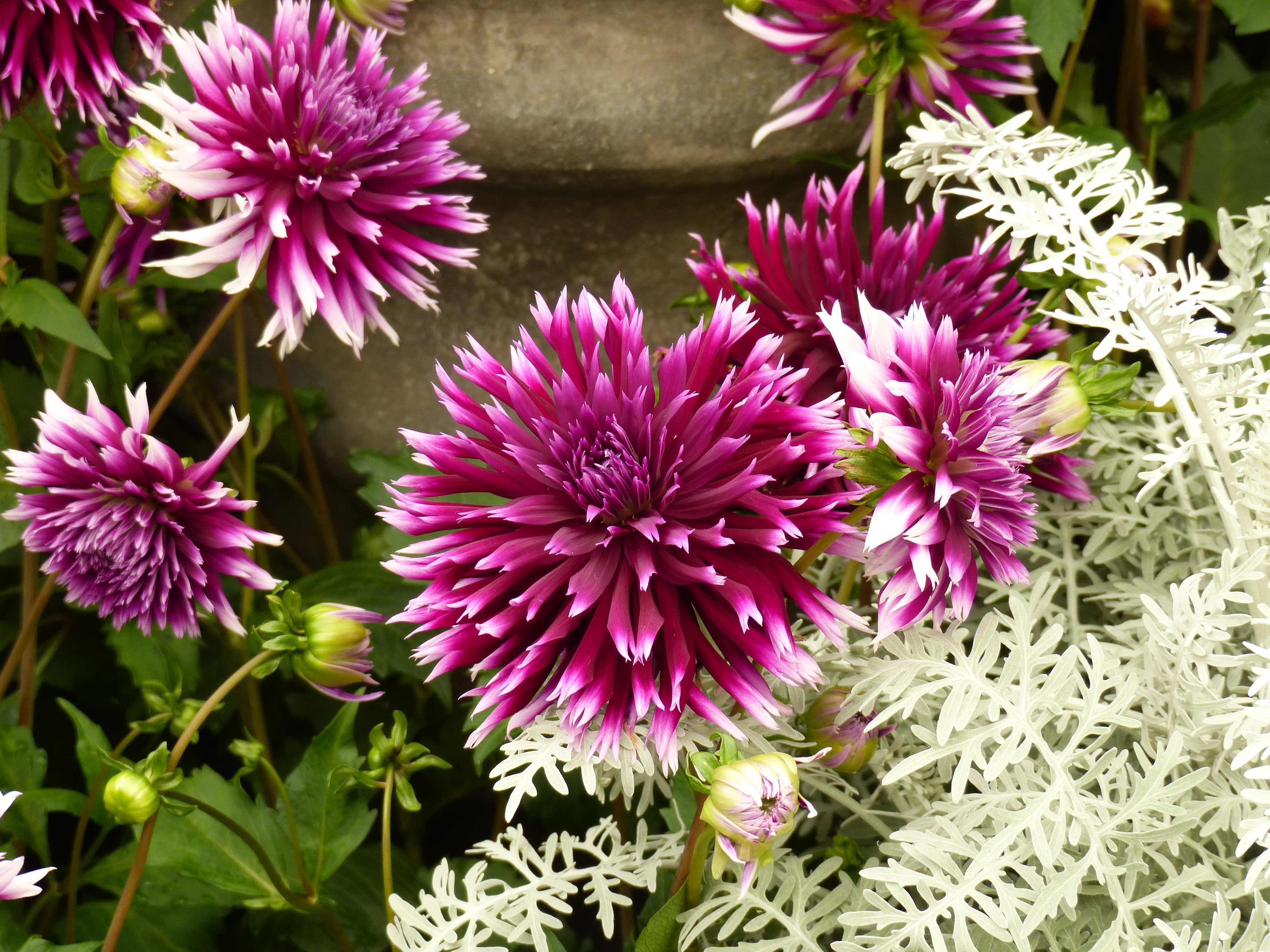 Dahlia cactus dentelle 'Clair Obscur'