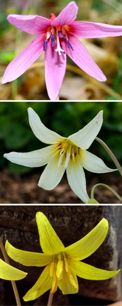 Les fleurs roses de l'Erythrone Dent-de-chien, blanches de 'White Beauty' et jaunes de Erythronium americanum