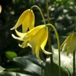 Erythronium : planter et cultiver