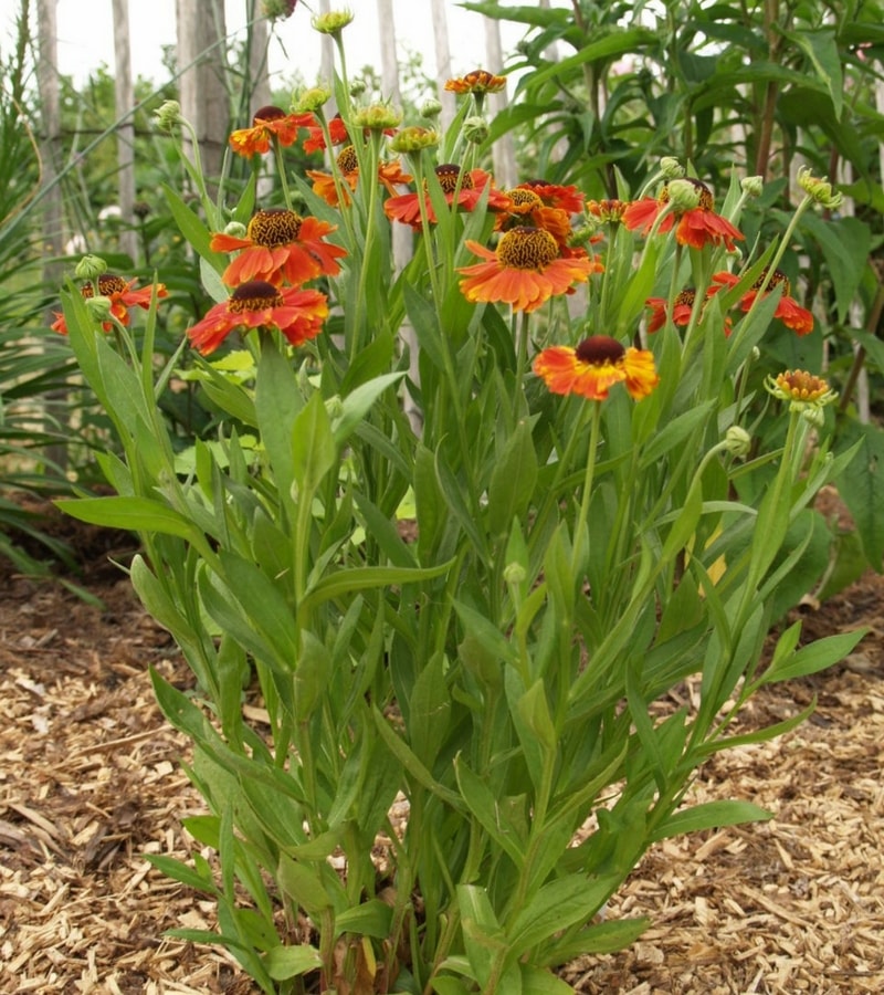 Helenium Mardi gras