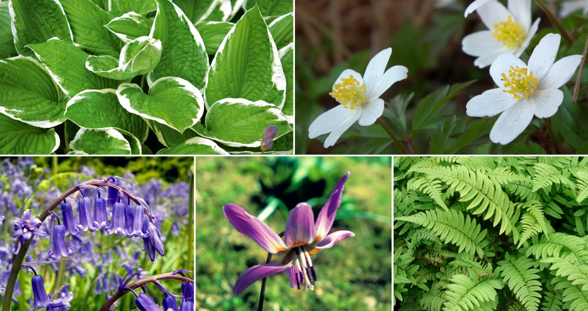 Hosta, Anémone des bois, Jacinthe des bois, Erythrone dent-de-chien et fougère (Dryopteris cycadina)