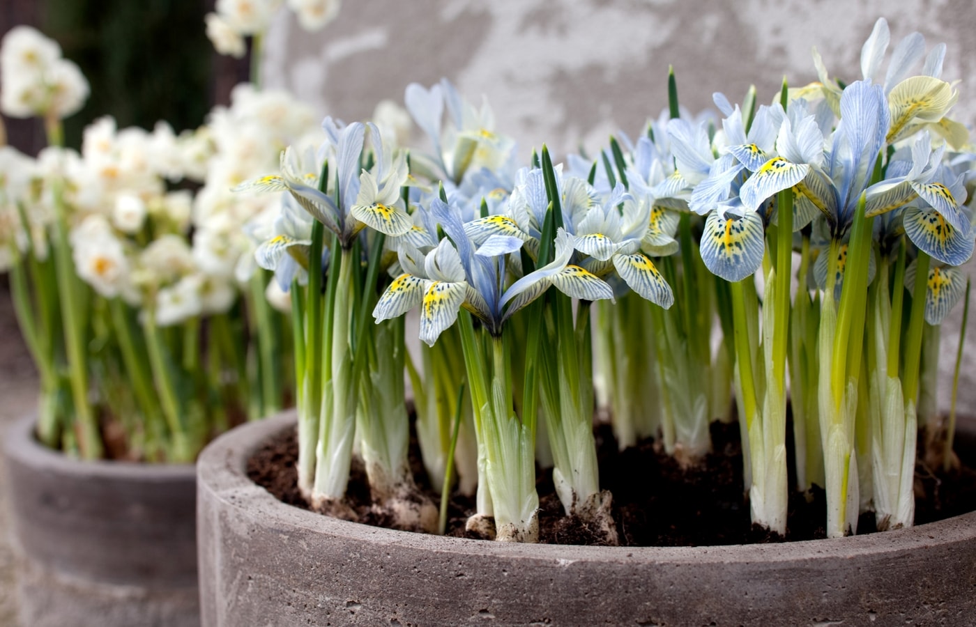 Iris reticulata 'Katharina Hodgkin'