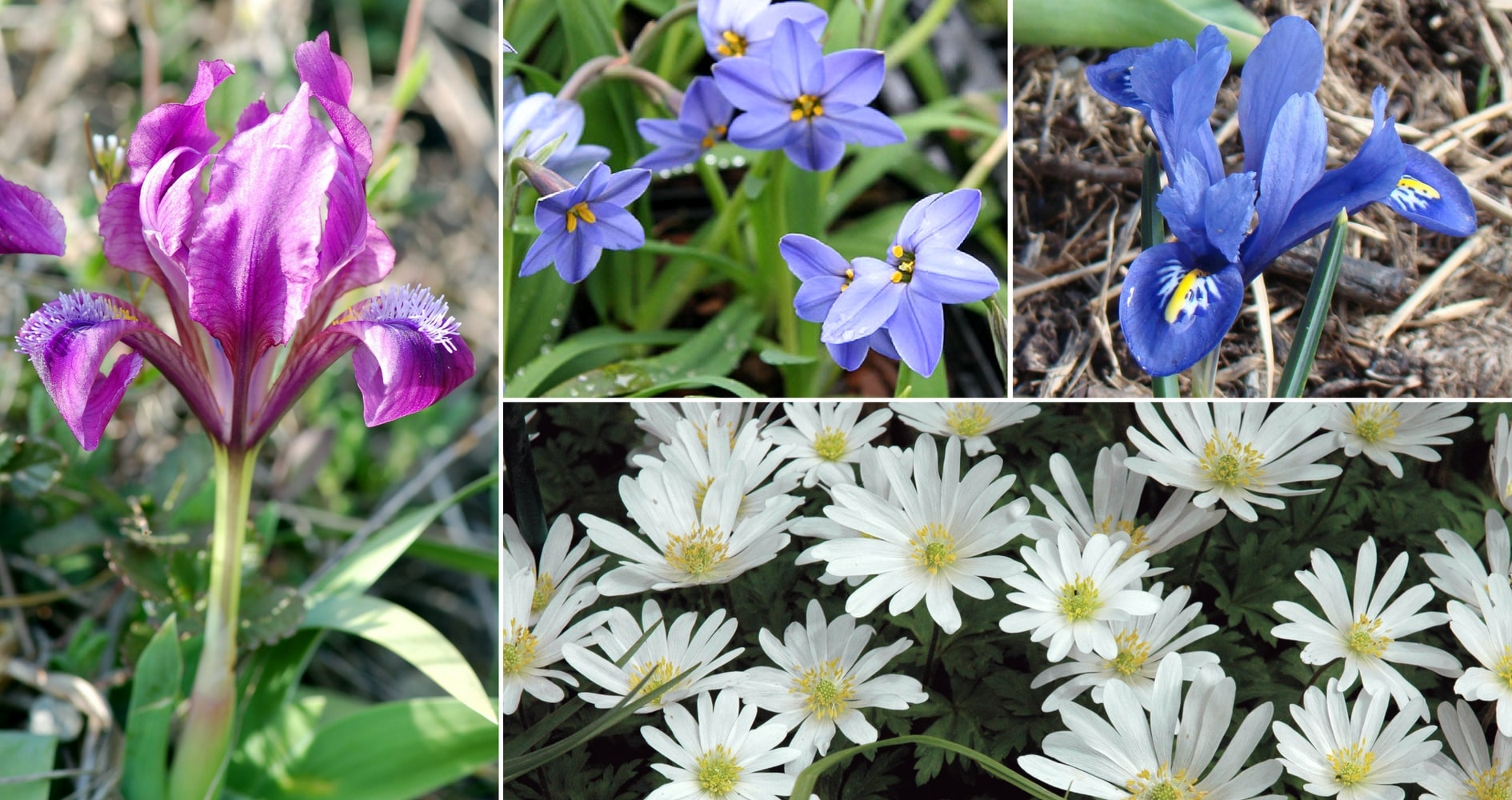 Iris réticulé en association avec Ipheion, Iris pumila et Anémone de Grèce