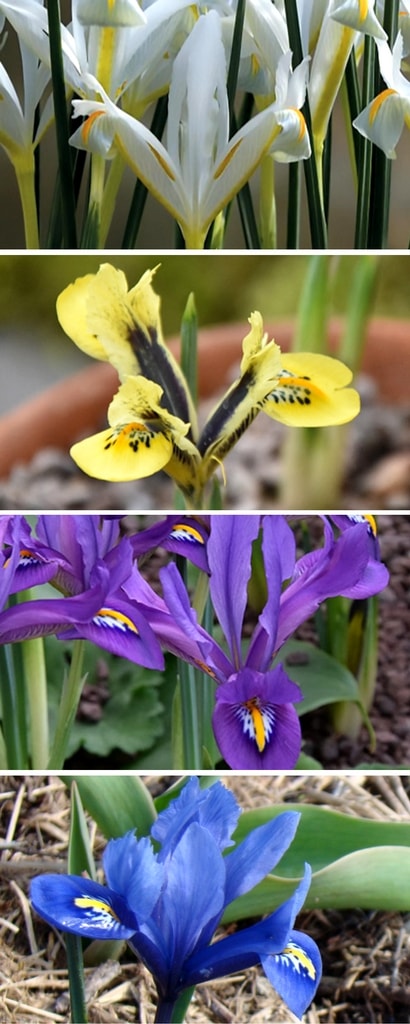 Diversité des fleurs d'Iris réticulé