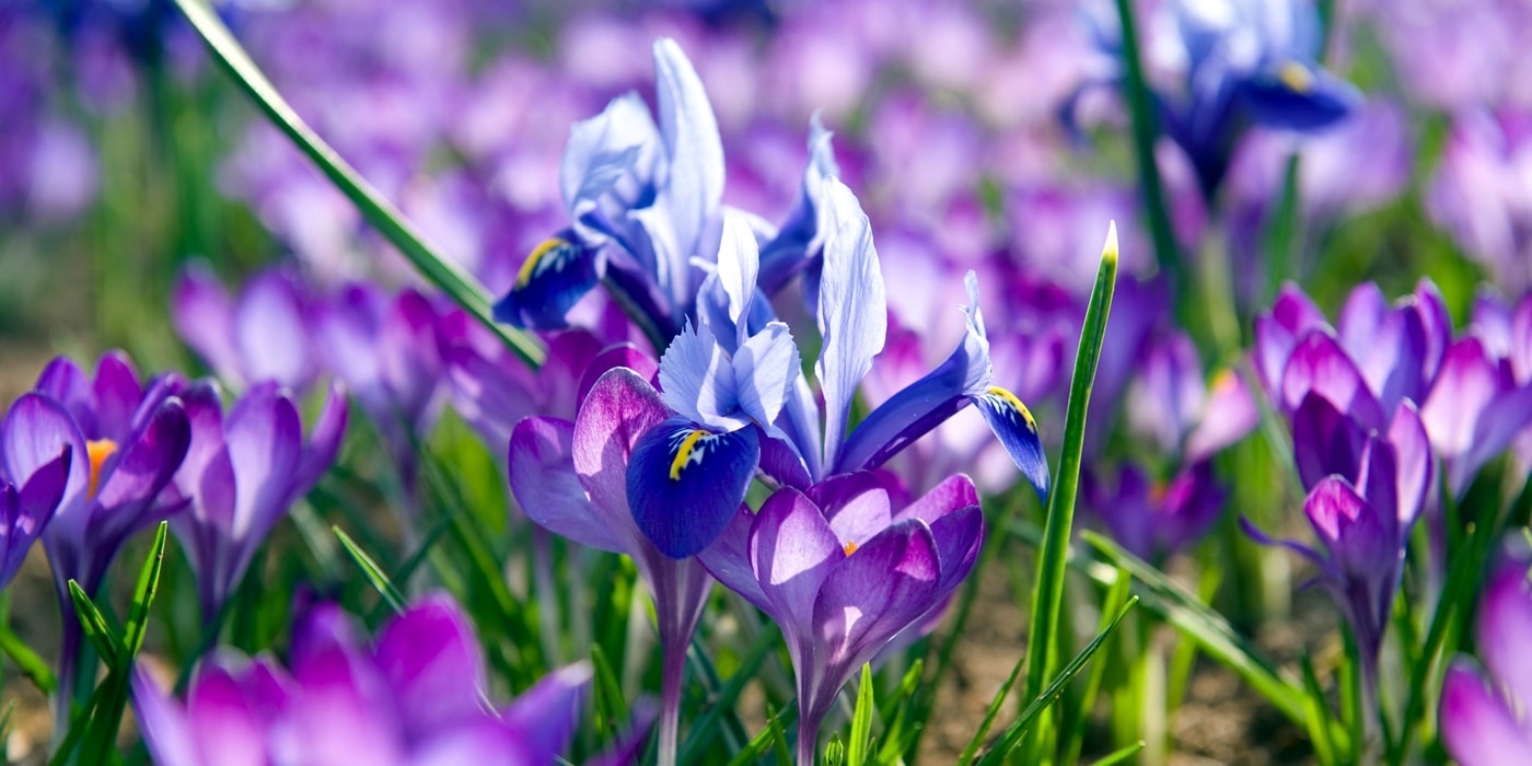 Iris réticulé et Crocus