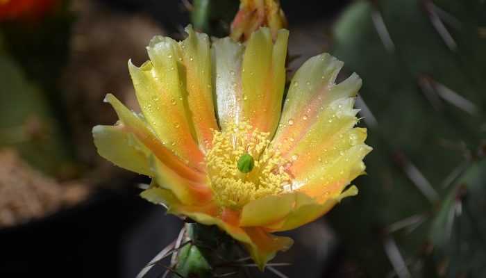 Des cactus dans le Nord ?