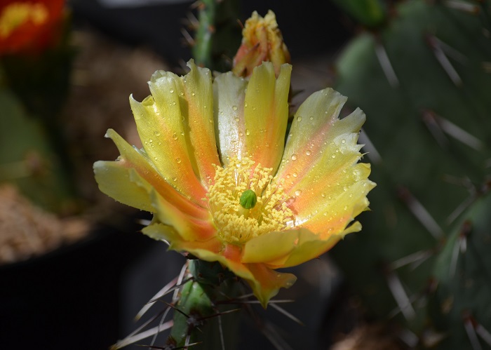 Des cactus dans le Nord ?