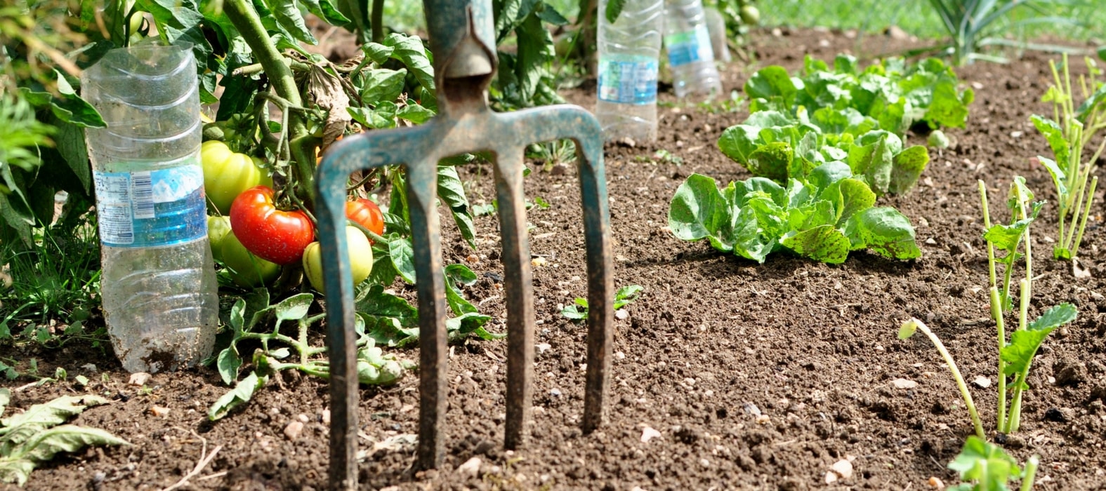 Arrosage des tomates