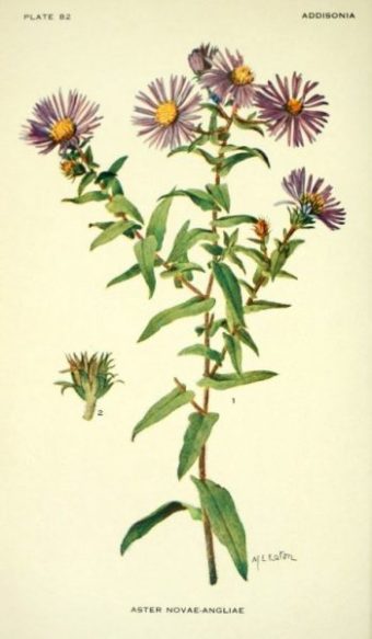 Planche botanique - Aster de Nouvelle-Angleterre