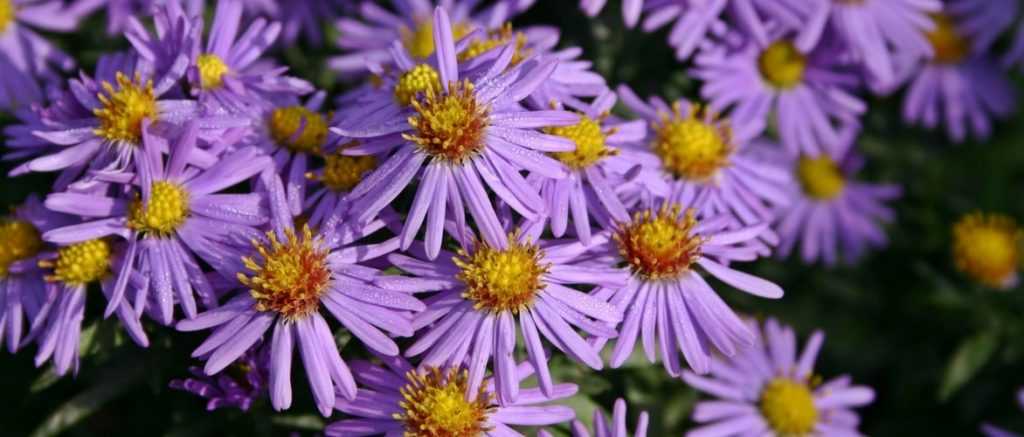 Asters : planter, cultiver et entretenir